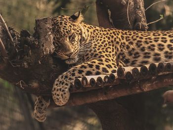 View of cat relaxing on tree