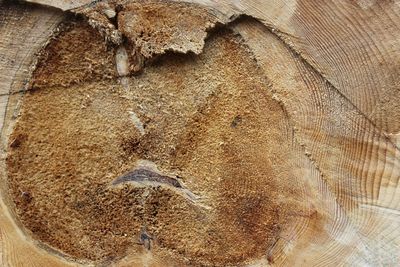 Close-up of tree trunk