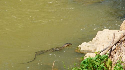 High angle view of duck swimming in lake