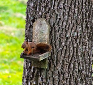 Squirrel on tree trunk