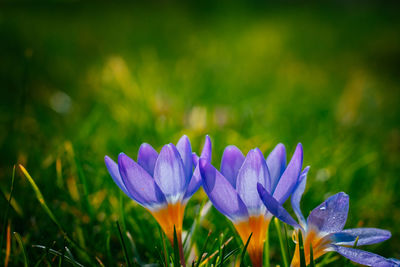 Close-up of purple crocus flowers on field