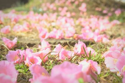 Close-up of pink flowers blooming in field