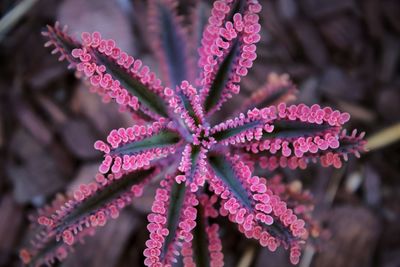 Close-up of pink flowers