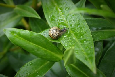 Snail on wet green leaf