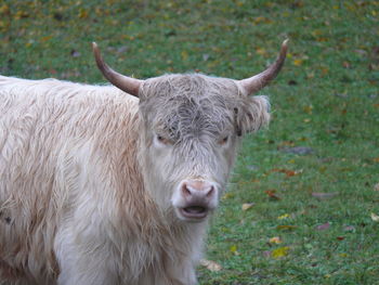 Close-up of cow on field