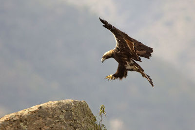 Low angle view of eagle flying