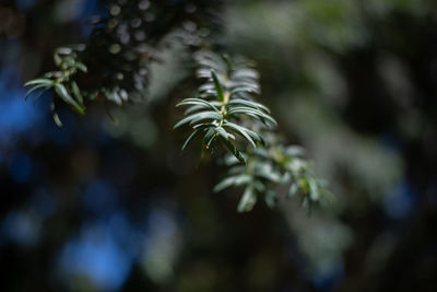 Close-up of pine tree leaves