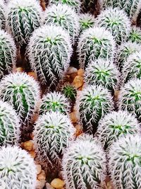 Full frame shot of succulent plants