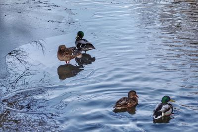 Ducks swimming in lake