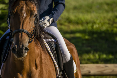 Close-up of one person riding horse
