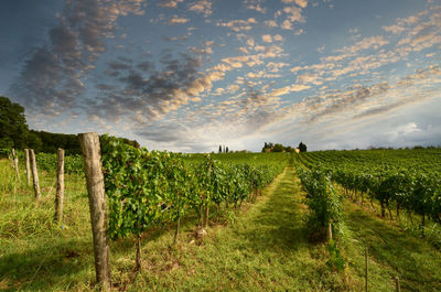 Scenic view of vineyard against sky