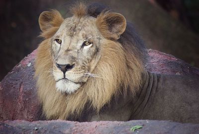 Close-up portrait of lion