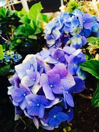 Close-up of purple flowers