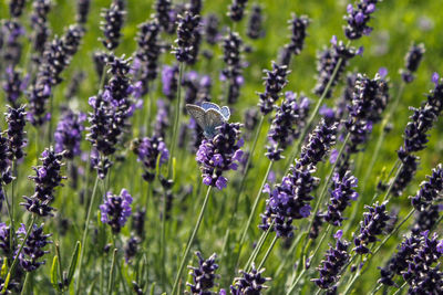 Close-up of butterfly pollinating on purple flowering plant