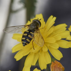 Close-up of insect on yellow flower