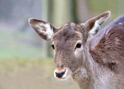 Portrait of deer