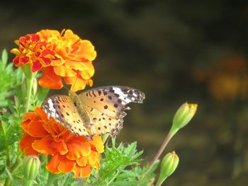 High angle view of butterfly on orange marigold at park