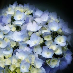 Close-up of hydrangea blooming outdoors