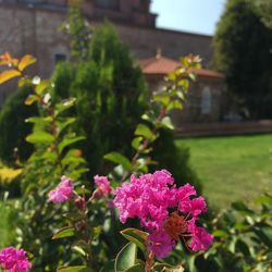 Close-up of pink flowering plants in park