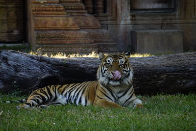 Tiger resting in a zoo