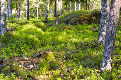 Trees growing in forest