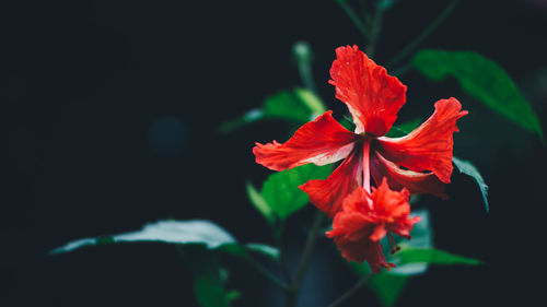 Close-up of red rose flower