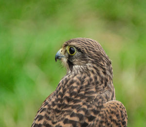 Close-up portrait of owl