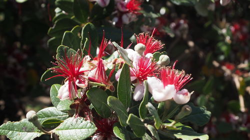 Close-up of pink flower