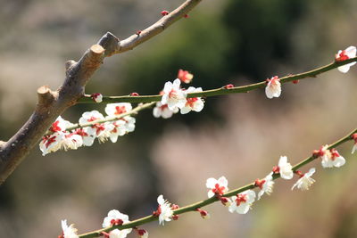 Close-up of flowers growing on branch