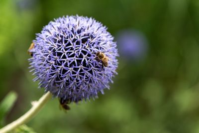 Close-up of bee on purple flower