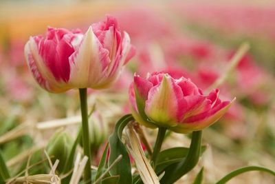 Close-up of pink rose flower