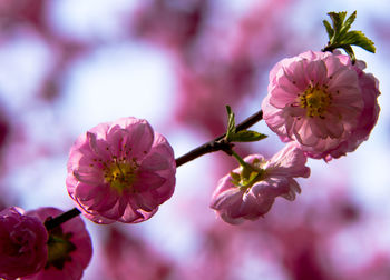 Close-up of pink cherry blossom