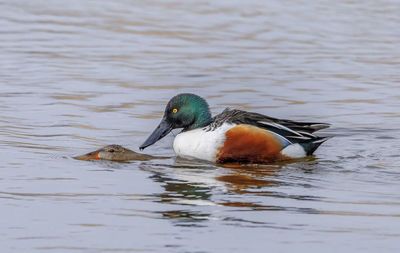 Shoveler ducks mating on lake.