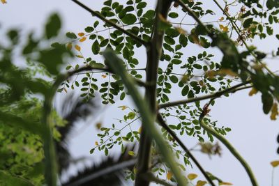 Low angle view of flowering plant