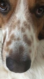 Close-up portrait of a dog sleeping