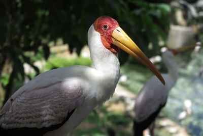 Close-up of a bird