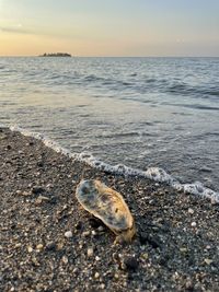 View of crab on beach