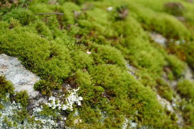 High angle view of moss growing on rocks