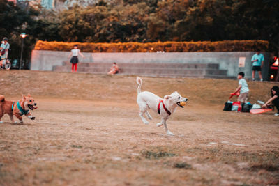 People playing with dog running on land