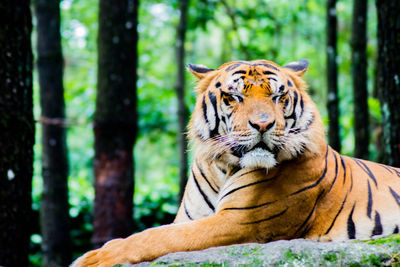 Tiger in a forest