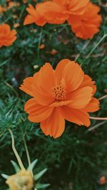 High angle view of orange flowering plant