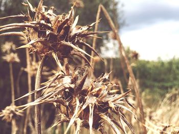 Close-up of dry plant on field against sky