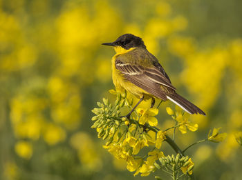 Close-up of bird perching on yellow flower