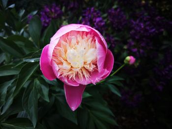 Close-up of pink  flower