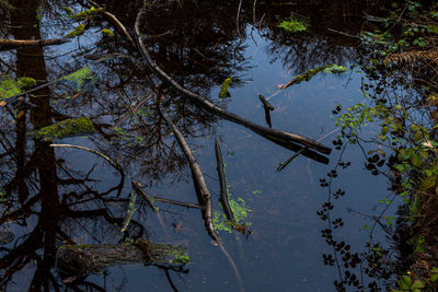 High angle view of plants in lake