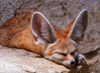High angle view of a dog sleeping
