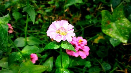 Close-up of pink flowers