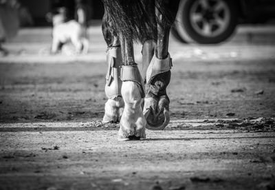 Low section of horse walking on field