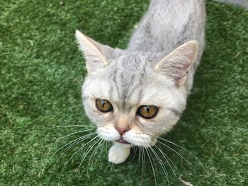 Close-up portrait of a cat