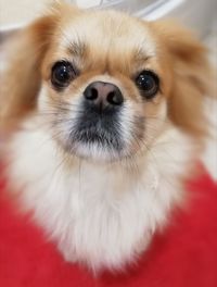 Close-up portrait of dog at home